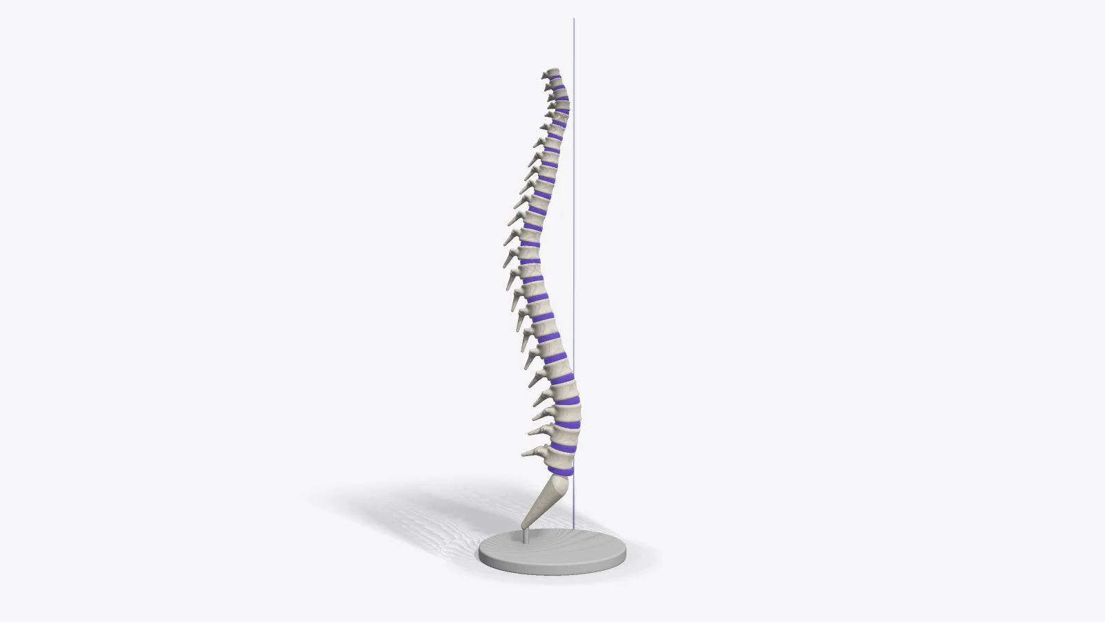 Modell einer Wirbelsäule mit violetten Bandscheiben auf einem Sockel, von der Seite gesehen mit der natürlichen doppelten S-Form